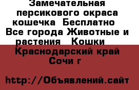 Замечательная персикового окраса кошечка. Бесплатно - Все города Животные и растения » Кошки   . Краснодарский край,Сочи г.